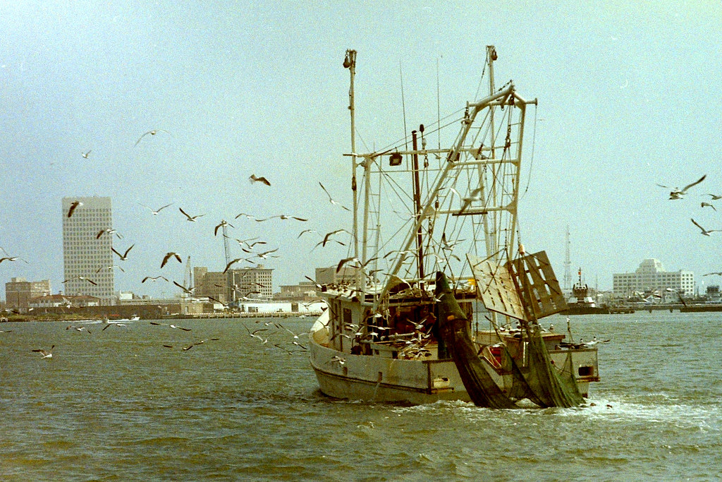 Shrimp boat returning across Galveston harbor with seabirds overhead